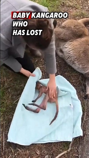 This family rescued a helpless baby kangaroo that lost its mother #rescue #kangaroo