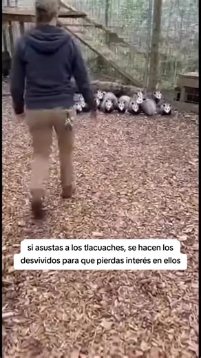 Ruko Castillo (@rukocastillo)’s videos with sonido original - Ruko Castillo