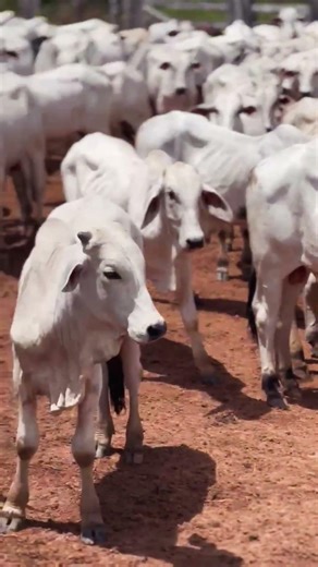 Resultado de Verdade Tem Peso 🐂#agro #boigordo #pecuaria #agronegocio #confinamento #gado #fazenda