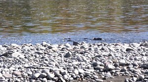 salmon die while spawning in the river