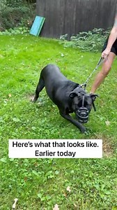 1.2M views · 214K reactions | Your dog needs to know that you’ll...