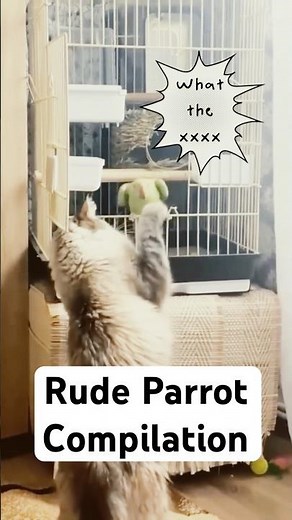 Rude Parrot Moments 🤬 | Funny Parrot Compilation