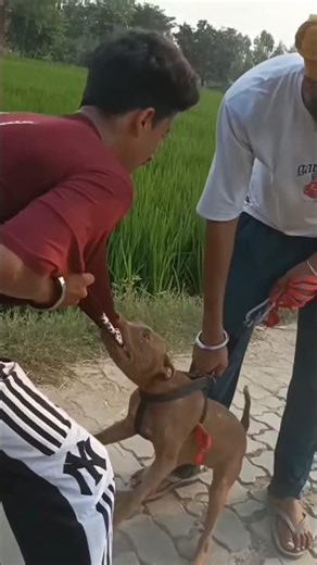 Apbt grip 👿American Pitbull terrier attack on men shirt🦅/#dog#apbt#shortz