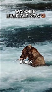 This Livestream Shows Wild Bears Fishing 24/7