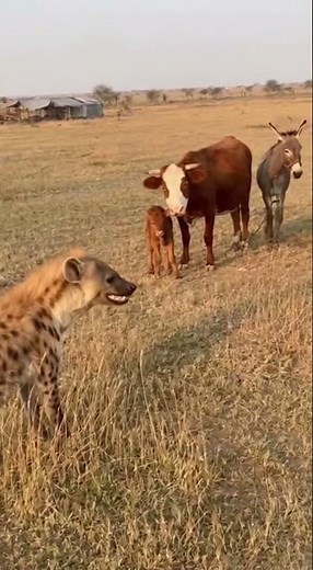 Donkey Protects Cow from Hyena — Farmyard Defense