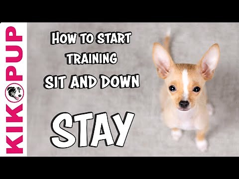 SIT and DOWN STAY - Tips for GETTING STARTED with a new puppy