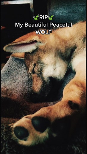 Tribute to My Beloved Wolf