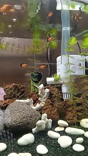 ikan platy coral cocok untuk aquarium aquascape #aquarium #fish #videoshort #videoviral #fyp