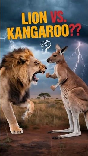 Lion vs. Kangaroo: The Ultimate Showdown! #wildlife #lion #animals #fyp #fypシ゚
