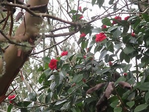 Red flowering Camellia japonica tree in bloom on a winter day