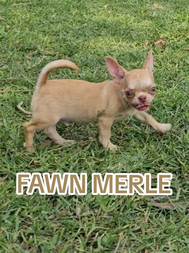 CHIHUAHUA FAWN MERLE #chihuahuas #chihuahua #doglover #cachorro #perritos