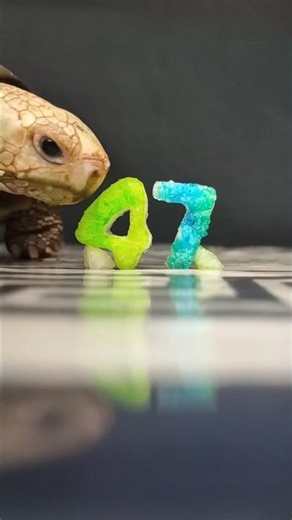 Satisfying ASMR: Tortoise Eating a Fruit Number 47 🐢