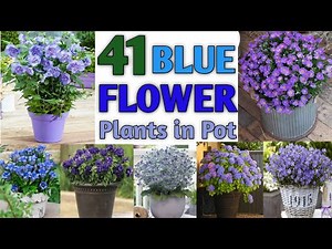 41 Best Blue Flower Plants in Container | Blue Flower Plant Types | Plant and Planting