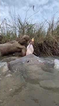 Sandman incredible idea fishing using chicken