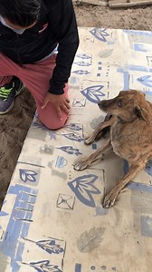 Le Damos este Regalo a esta Perrita Ciega | Jefferson Rescata