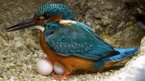 The deeply intimate moment a kingfisher lays an egg 🥚🥚🥚😍 📽Filmed with cameras hidden inside their nest, this is amazing to see. | Robert E Fuller