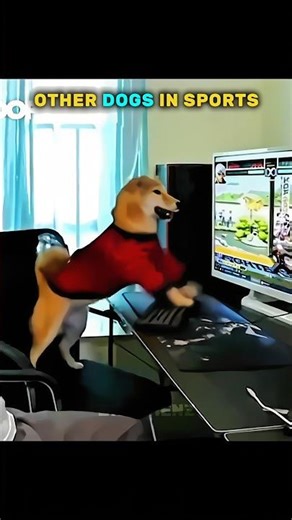 Normal Dog Sports Vs King of Dog Sports☠️ #troll #trolledit #trollface #dogs