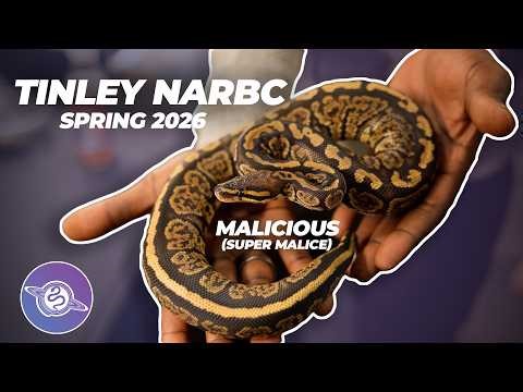 Truth Behind the BEST Tinley Park NARBC Ball Pythons | #ballpython #snake #reptiles