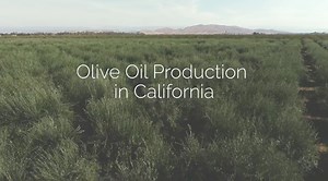 DYK 99% of all olive oil produced in America comes from California? 🙌 Learn all about Olive Oil Production in California with the California Olive Oil Council (COOC)! ⬇️ #CAGROWN #COOCCertifed #EVOO #CaliforniaOliveOil #LookfortheCOOCseal #TrusttheCOOCseal IG: @californiaevoo | California Grown