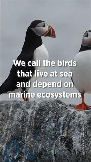 World Ocean Day | National Audubon Society