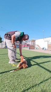 Remedios obediencia basica Inf. 6623508757 APRENDE ADIESTRA Y DIVIERTETE #hotelcamisoclub #elcamisomx | Camiso Club de Adiestramiento Canino