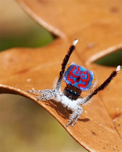 6.2M views · 116K reactions | These spiders are a vibe  ️ | UNILAD | Facebook