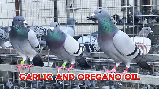 Garlic and Oregano blend for pigeons, you’re providing them with a powerful combination of natural conditioning oils. #pigeonracing #pigeon | Pigeon Kuif