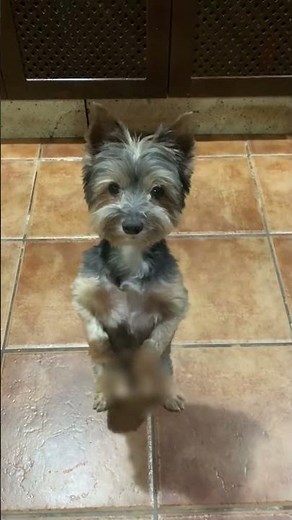 Happy Dog Stands on Hind Legs to Dance
