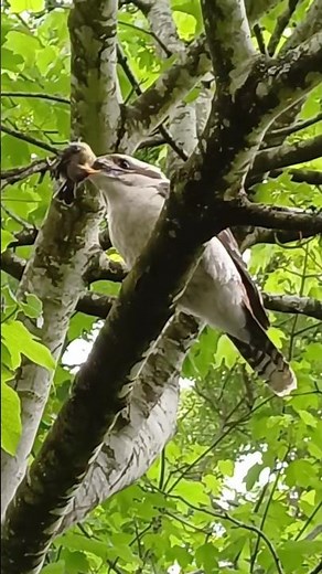 Kookaburra Catches and Eats an Eastern Spinebill | Rare Bird Moment in Australia | Nature in Action