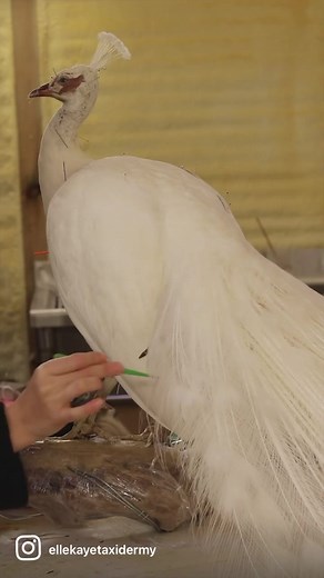 Step-by-Step Taxidermy Process for Beginners