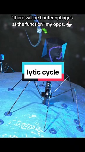 Understanding the Bacteriophage Lytic Cycle: Stages and Process Explained