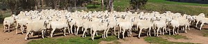 Resources - National Australian White Sheep Society