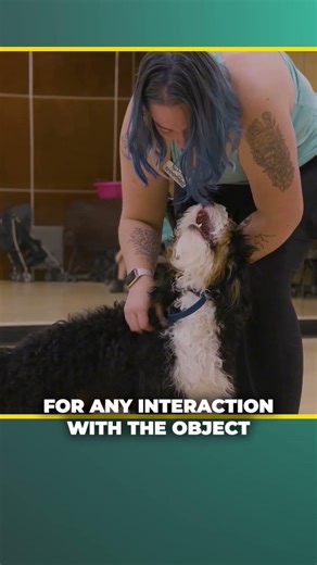 Teaching Your Dog's Socialization With Objects: Step By Step (1/4) #dogsocialization #dogtraining