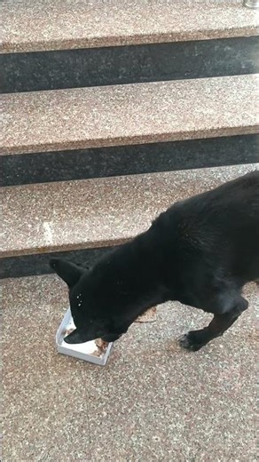 gbru#streetdog #doglove#ytshorts