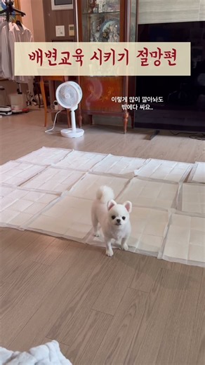 배변훈련 시키기 #강아지 #pomeranian #포메라니안