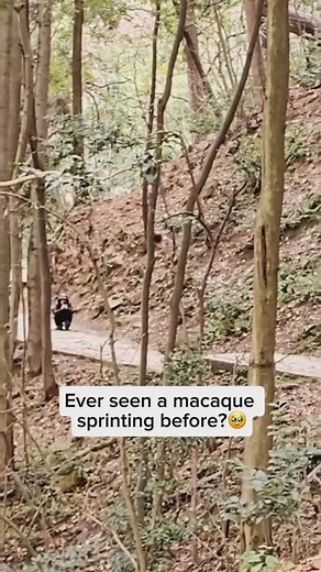 2.3M views · 9.8K reactions | Macaques are incredibly versatile...