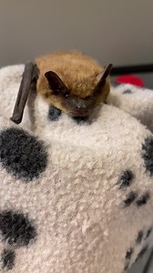 Do you know which mammals are considered carriers of rabies (rabies vector species) in your state? In New Hampshire the bat, skunk, fox, raccoon, and woodchuck make this list. If you handle one of these animals without gloves, or a barrier in between you and them, there is a chance that saliva from their fur or of course a bite can enter through your skin. If this happens and the animal is infected with rabies, you are at risk. Of course the chances of it having rabies, and yes being a carrier m