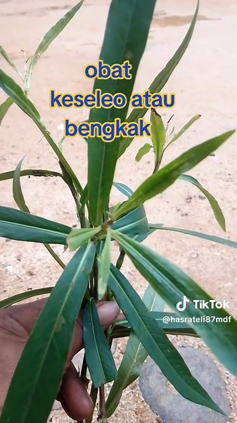 Obat Alami Herbal Efektif untuk Keseleo dan Bengkak