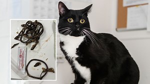Cat that swallowed 11 hair bobbles is saved by vet with emergency procedure