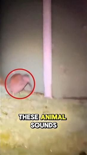 Animals With Scariest Sound #facts #animals #shorts