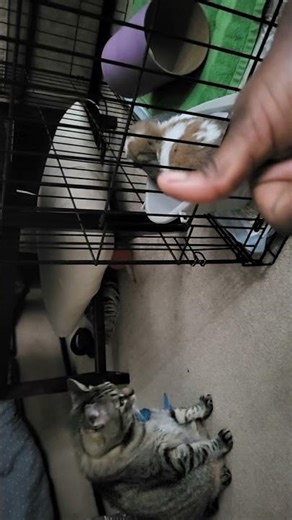 Its potty time and EVERYONES INVITED 🥳💩#bunny ft. Nemo 😺 and mom 🙋🏾‍♀️