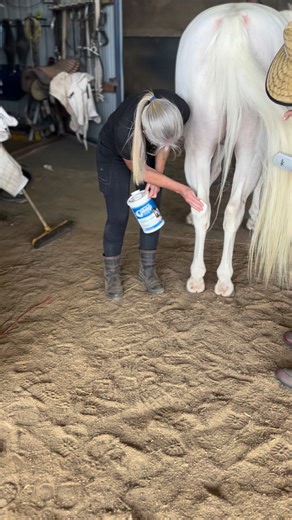 Get ready for show time with our Shampoo Wipes 🤍 Do you know you can use on legs, faces and noses, your boots and your bridle and tack competition day! Here is Frosty from Australian Stunt & Film Horses getting ready for his turn in front of the camera 🎥 #equineshampoo #shampoowipes | Galloping Goop Equine Products