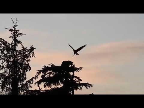 TOP20 Angry Wild Animals Fierce Battle of Wild Animals!! Giraffe, lion, crocodile, buffalo, eleph