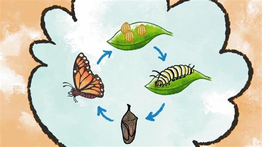 Elinor Wonders Why - That's So Interesting!: Why Do Caterpillars Turn Into Butterflies? Video | PBS KIDS