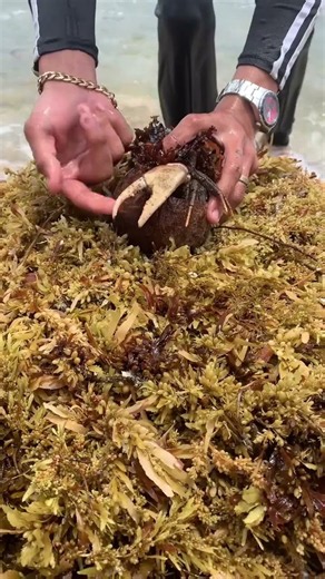 He Found Something Hidden Under the Seaweed 😱🌊 | Incredible Ocean Discovery