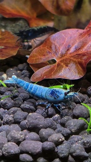 Meet the rare and beautiful Taiwan Bee Shrimp 🦐✨ #AquariumLife