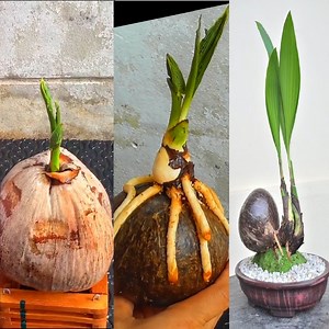 292K views · 5.2K reactions | How To Make Coconut Bonsai Easily From Scratch | Beautiful garden | Facebook