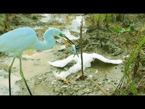 The Best Bird Trap (Heron) | How To Hunting Heron | Awesome!! Quick Birds Trap