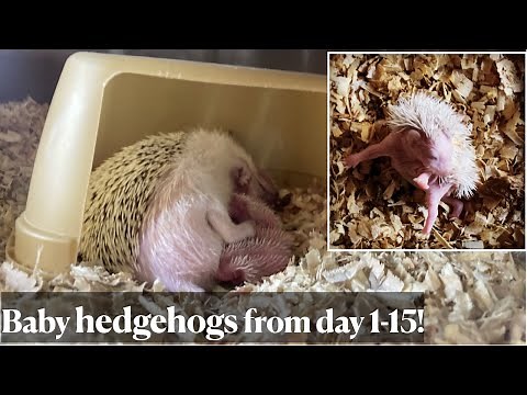 Hedgehog babies from day 1 to 15. First SELF-ANOINTING of one hoglet caught!
