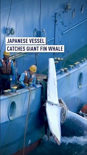 Japanese vessel catches giant Fin whale